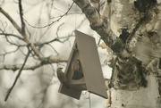 5th Apr 2023 - House sparrows at the new birdhouse