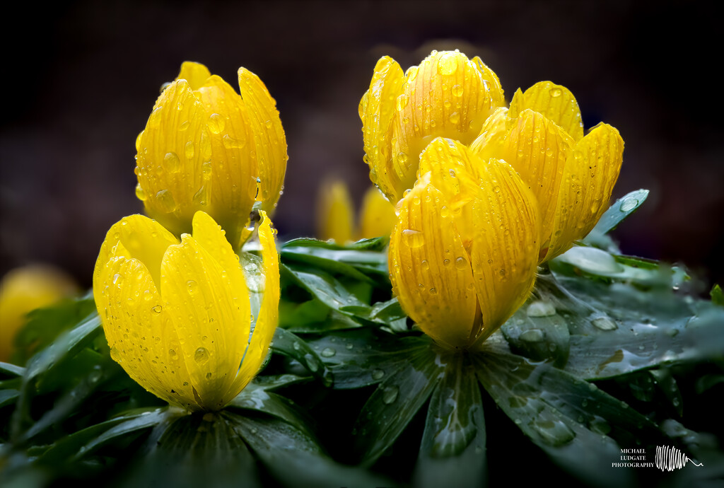 Winter Aconite by michael_ludgate