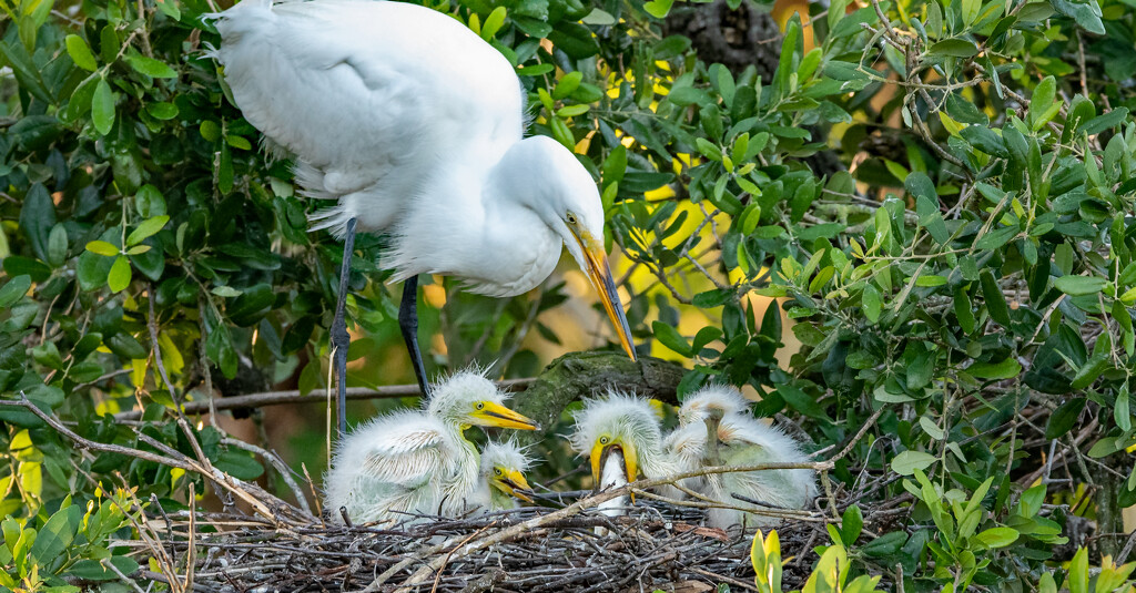 The Baby Egret Got the Prize! by rickster549