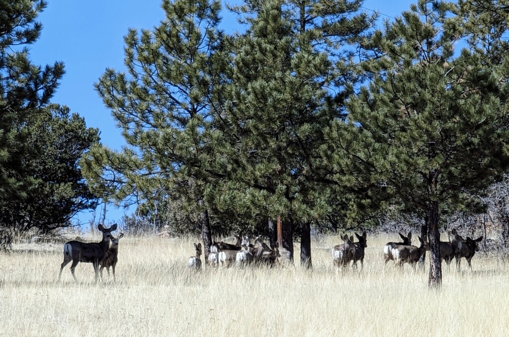 Deer Herd by harbie