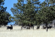 5th Apr 2023 - Deer Herd
