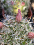 4th Apr 2023 - Cactus Blooms