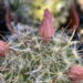 Cactus Blooms by joysfocus