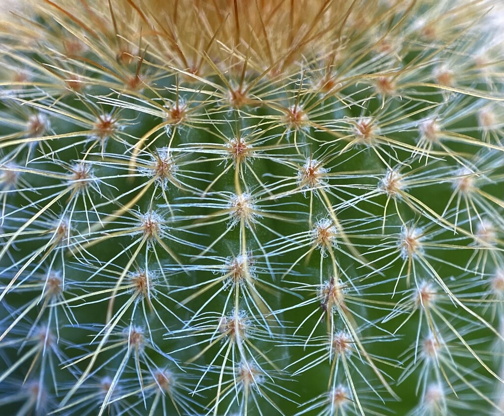 The Do Not Touch Macro Cactus by joysfocus