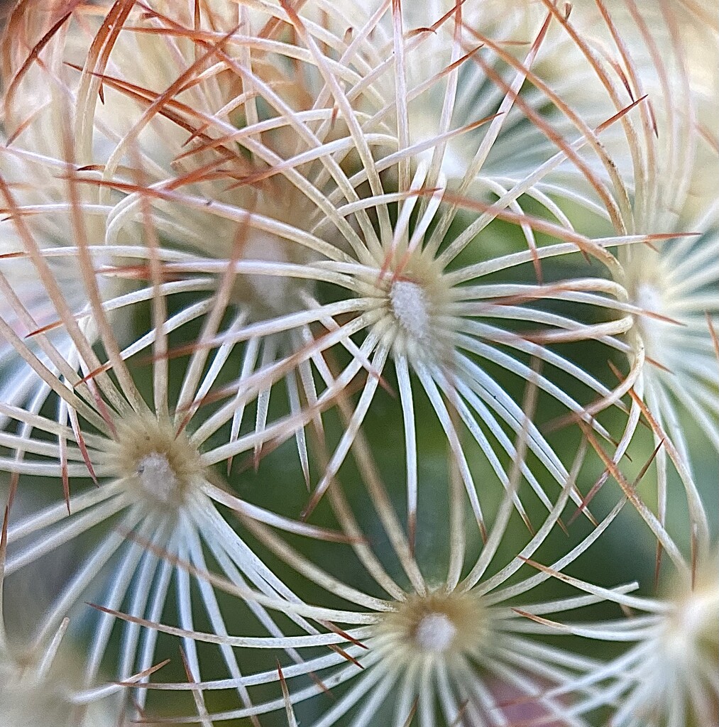 Fascinating Cactus by joysfocus