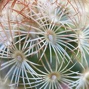 5th Apr 2023 - Fascinating Cactus