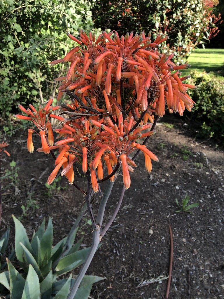 Coral Aloe by loweygrace