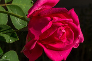 4th Apr 2023 - Evening Rose