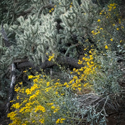 5th Apr 2023 - Cactus & Wildflowers