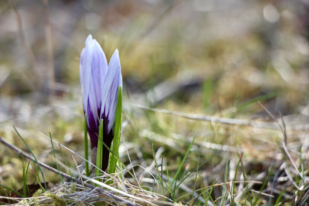 A lonely Crocus by jamibann