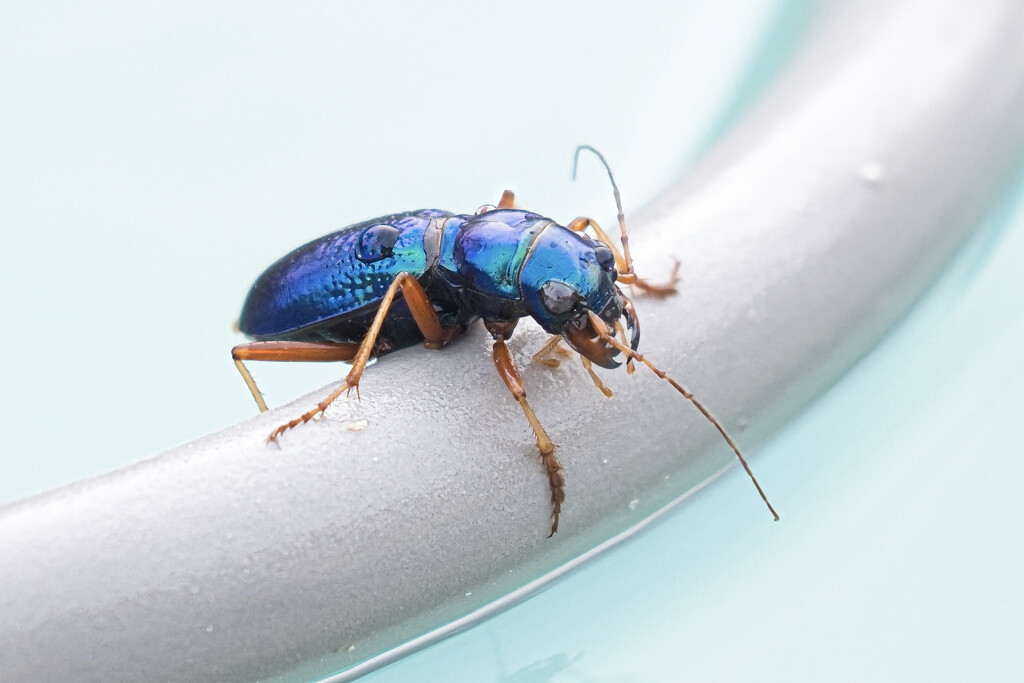 Blue bug by dkbarnett