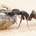 Ant with a dead bug by dkbarnett