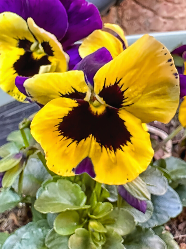 Pansy  by pamknowler