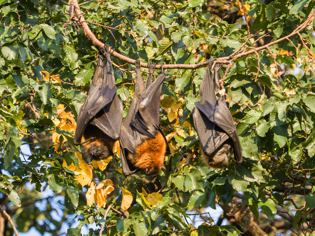 Flying foxes  by gosia
