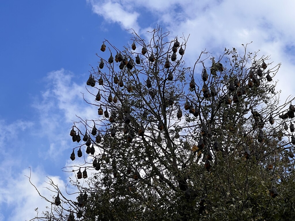 Flying foxes heaven  by gosia