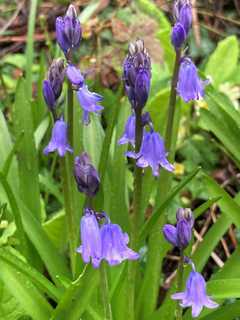 First Bluebells by 365anne