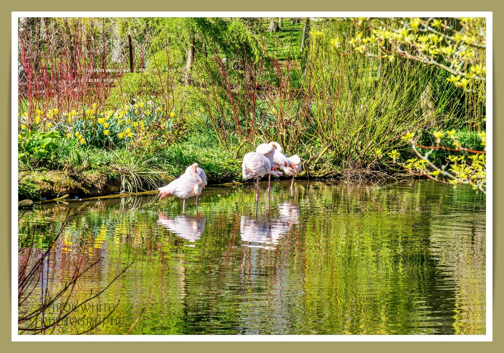 Flamingoes And Reflections by carolmw
