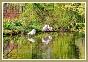 6th Apr 2023 - Flamingoes And Reflections