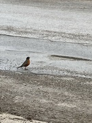 6th Apr 2023 - Robin on the Road 