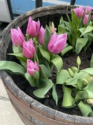 5th Apr 2023 - Tulips 