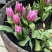 Tulips  by lisaconrad
