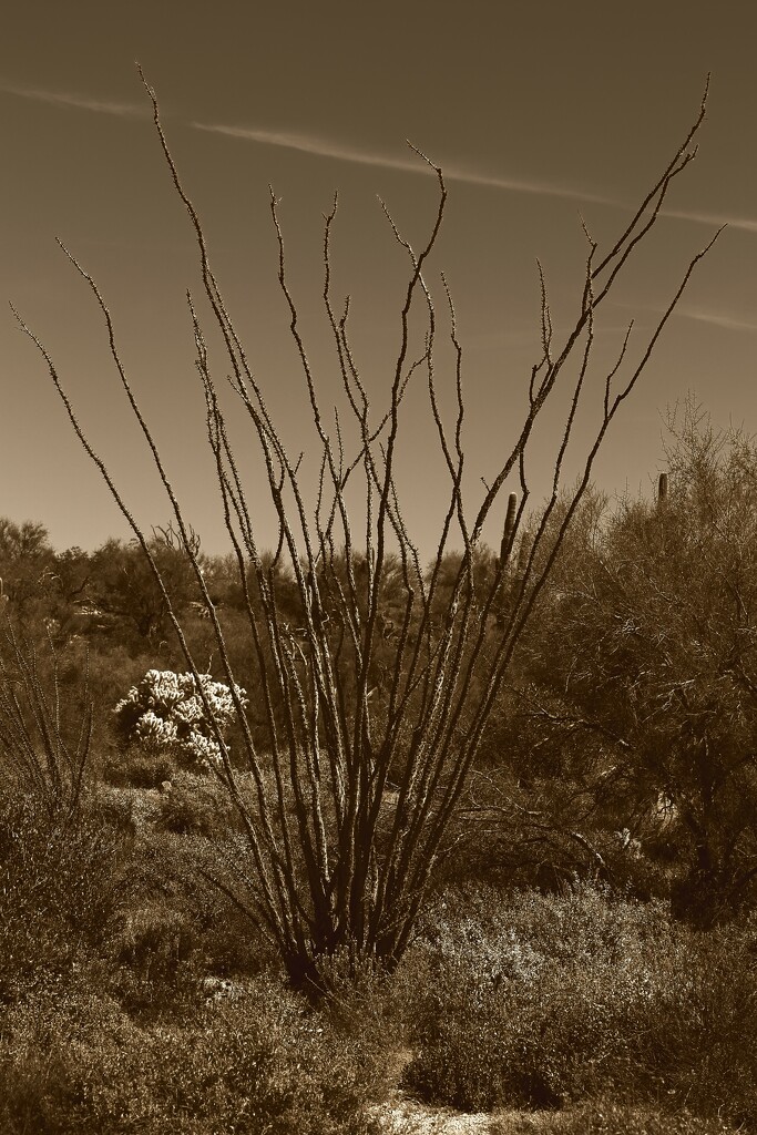 ocotillo by blueberry1222