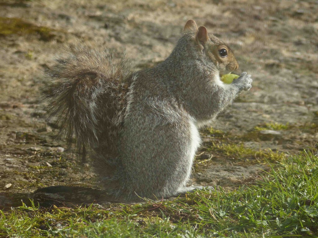 Squirrel by arkensiel