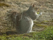 6th Apr 2023 - Squirrel