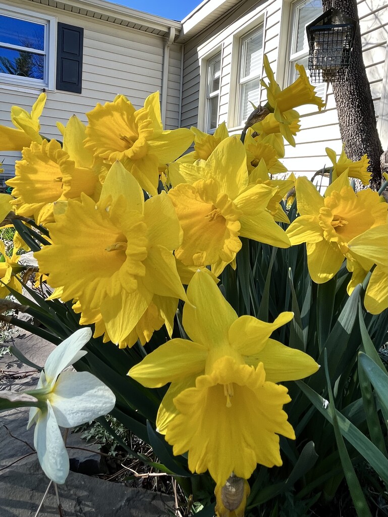 Daffodils  by beckyk365