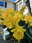 4th Apr 2023 - Daffodils 