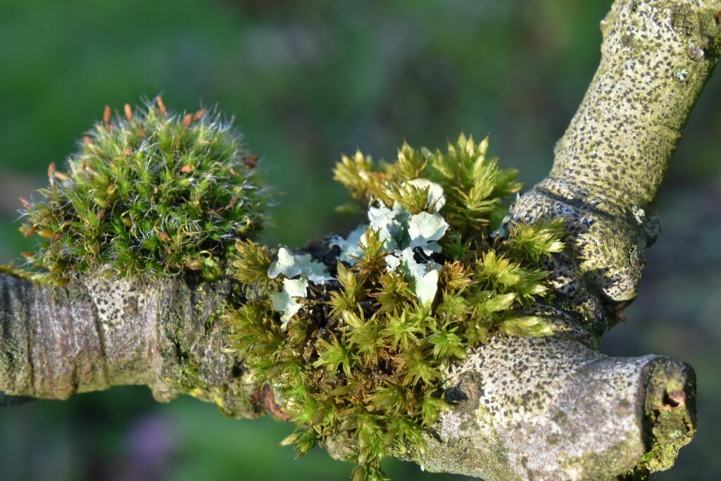 Different moss plants growing together by anitaw