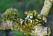 6th Apr 2023 - Different moss plants growing together