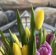 6th Apr 2023 - Tulips 