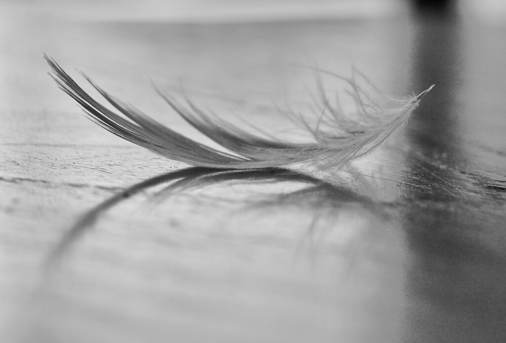 Close up on feather by delboy207