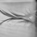 Close up on feather by delboy207