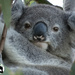 meet Magnus by koalagardens