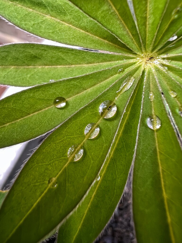 Droplets by gaillambert