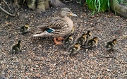 6th Apr 2023 - Ducklings 