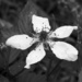 White blossom... by marlboromaam