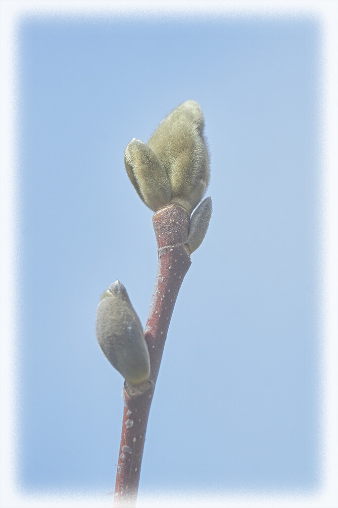 Fuzzy Magnolia Tree by gardencat