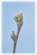 6th Apr 2023 - Fuzzy Magnolia Tree