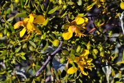 5th Apr 2023 - Creosote flowers at FHBG