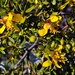 Creosote flowers at FHBG by sandlily