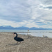 Black swan.  by cocobella