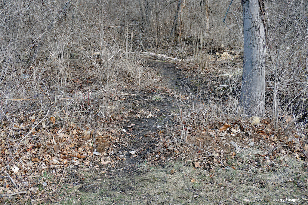 Path into the woods by larrysphotos