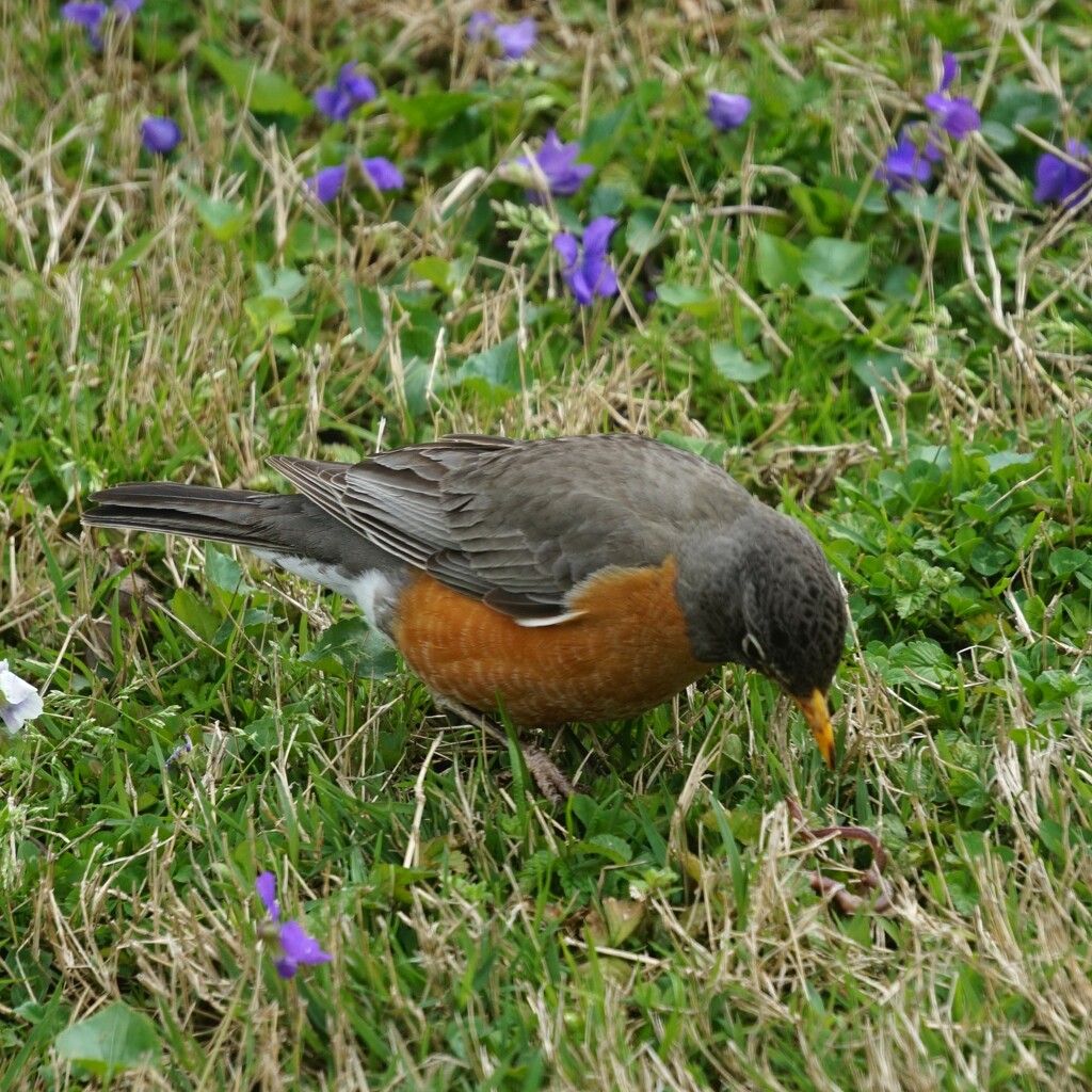 Robin found a worm by tunia