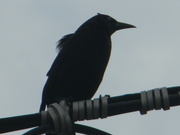 6th Apr 2023 - Grackle on Wire Closeup 