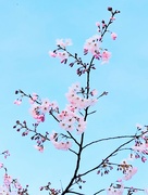 6th Apr 2023 - Cherry Blossoms 