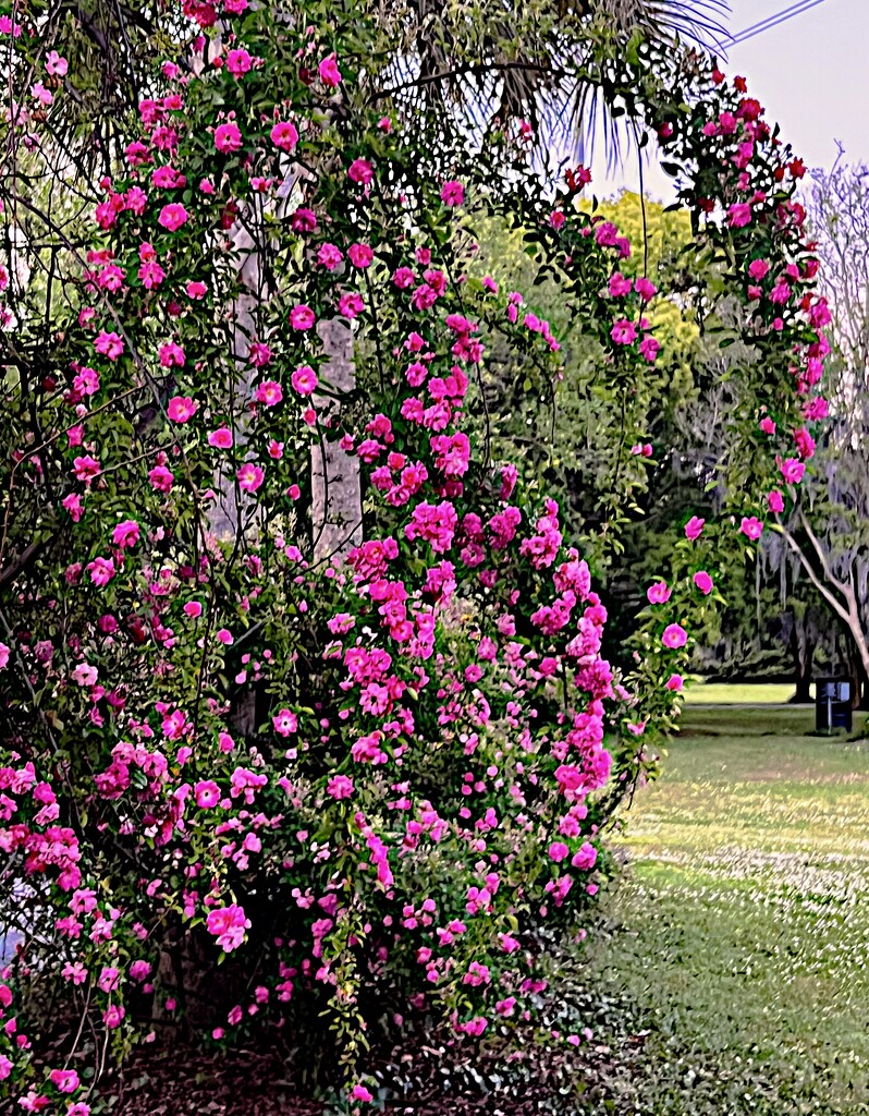 Abundance of roses by congaree