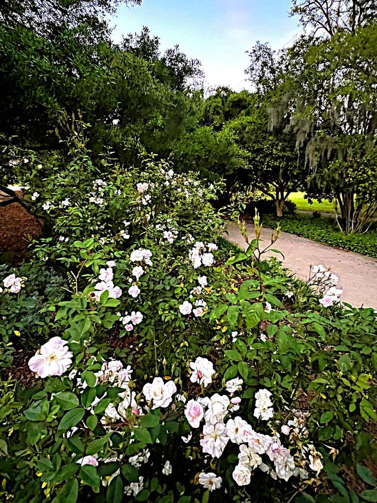 Garden path by congaree